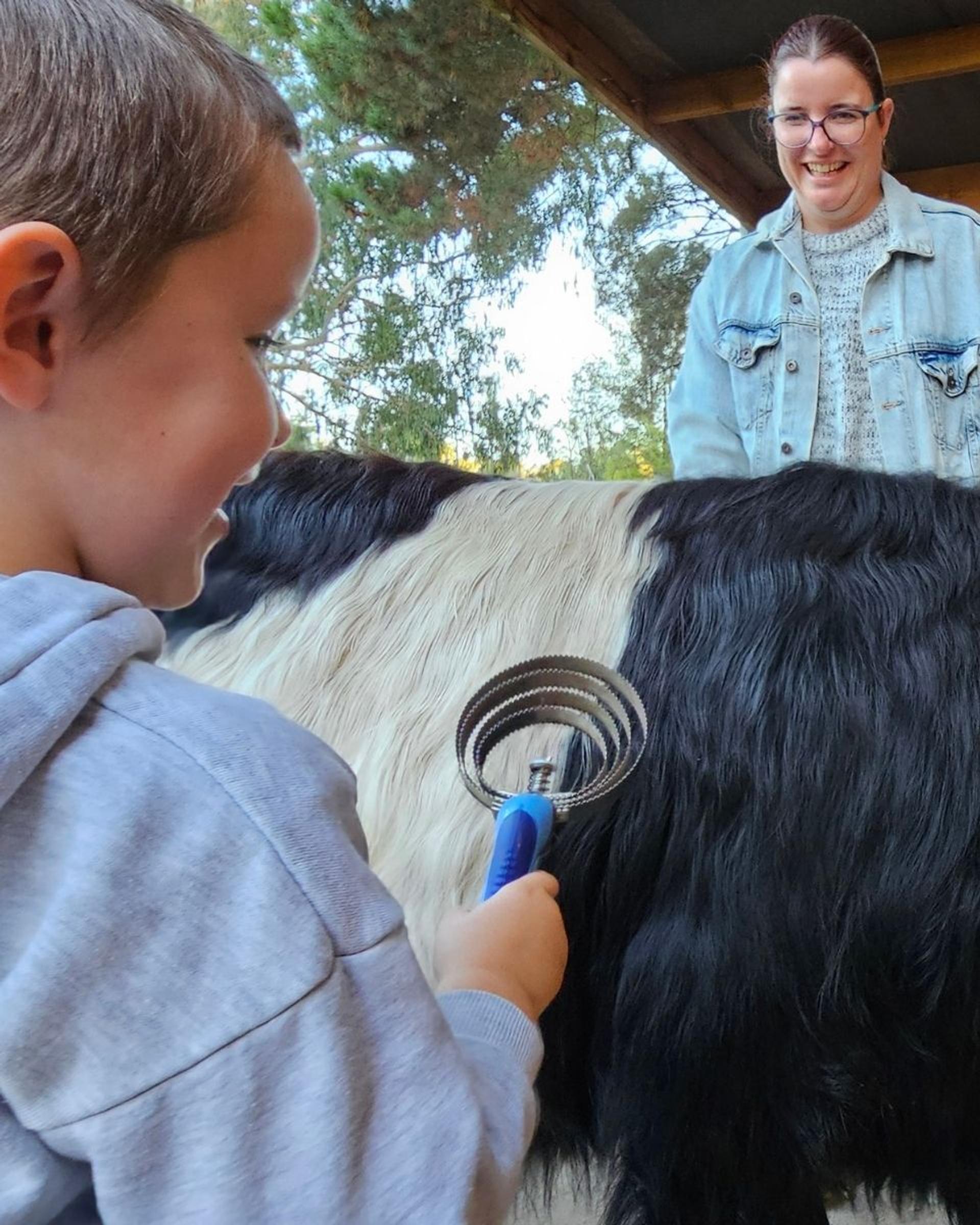 A child brushing a black and white miniature cow while their mother watches