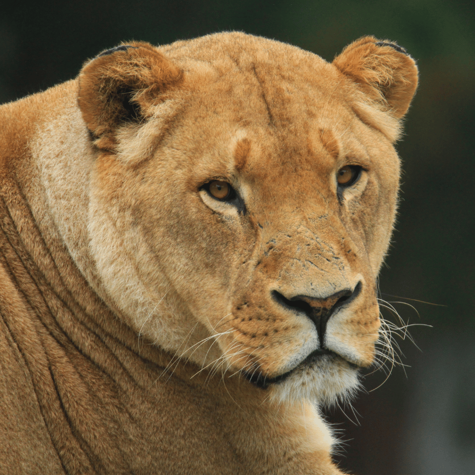 Close-up of an African lioness looking towards the camera