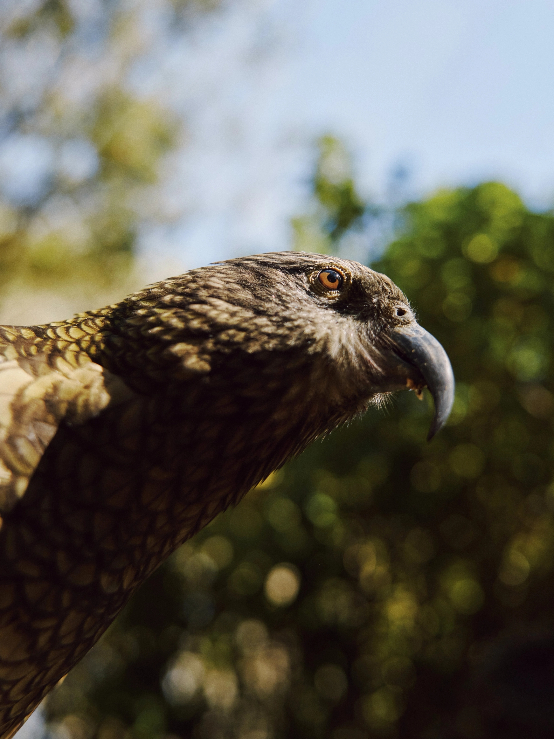 Am kea side on looking to the right