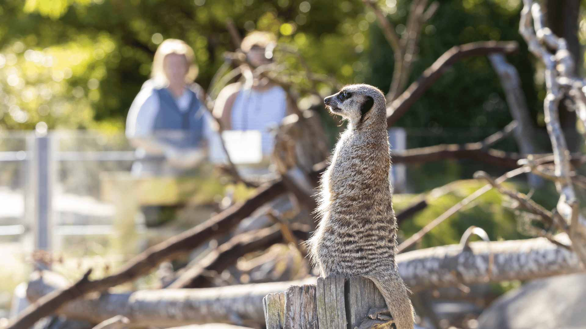 A meerkat standing on a branch as visitors watch from behind