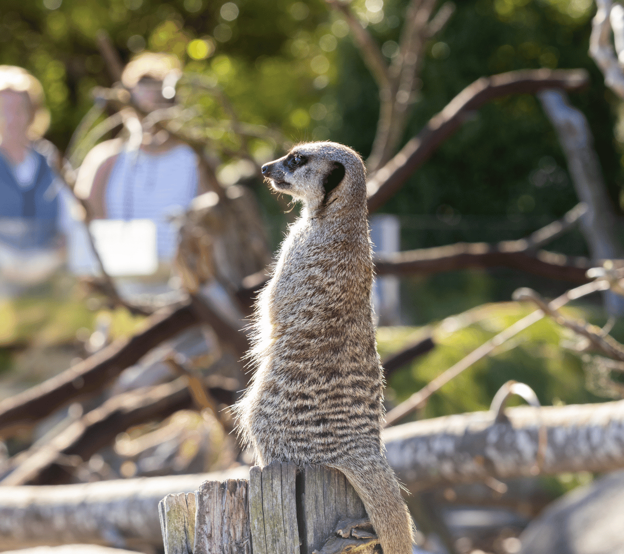 A meerkat standing on a branch as visitors watch from behind