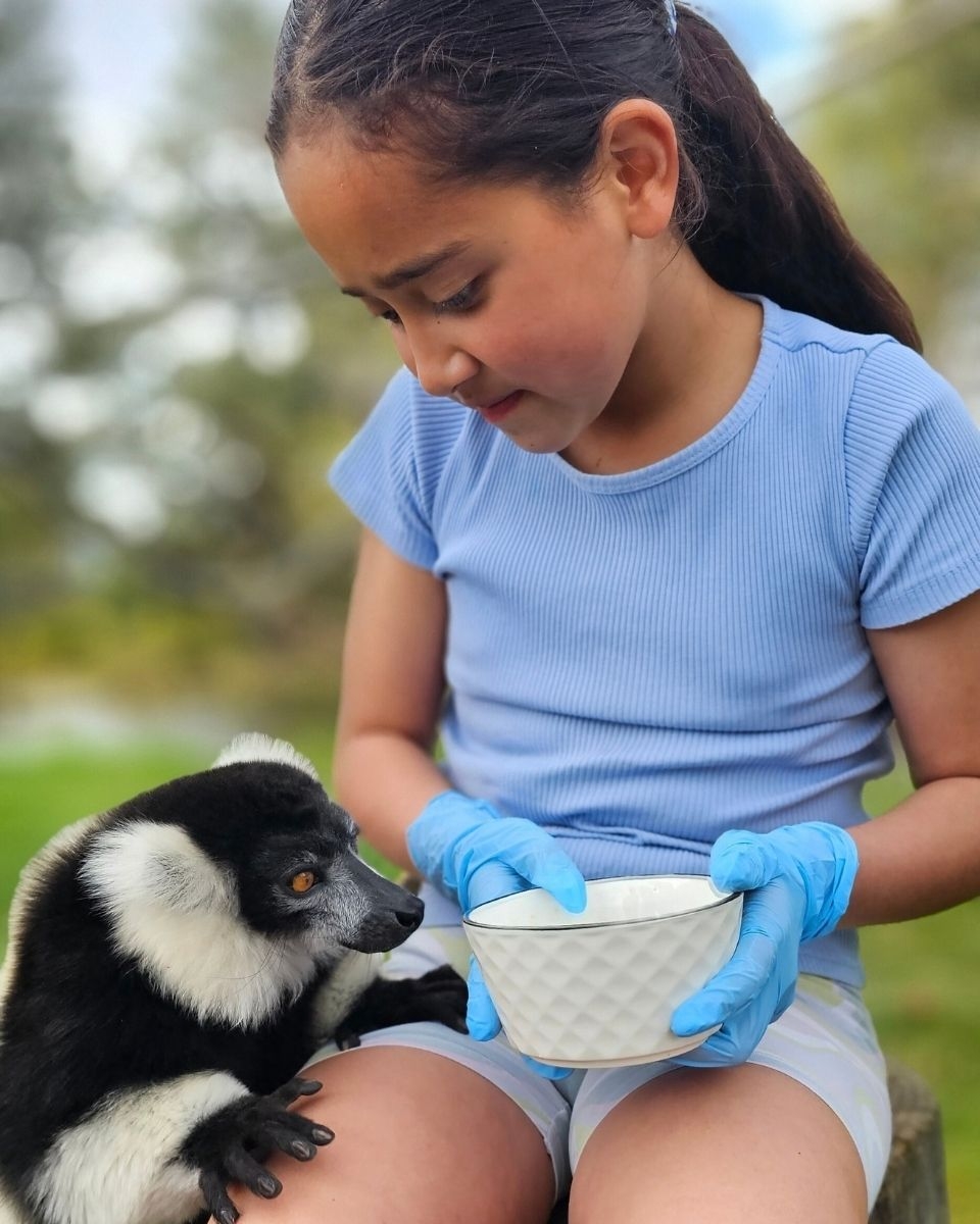 A girl in gloves holding a bowl as a black and white ruffed lemur reaches in to eat