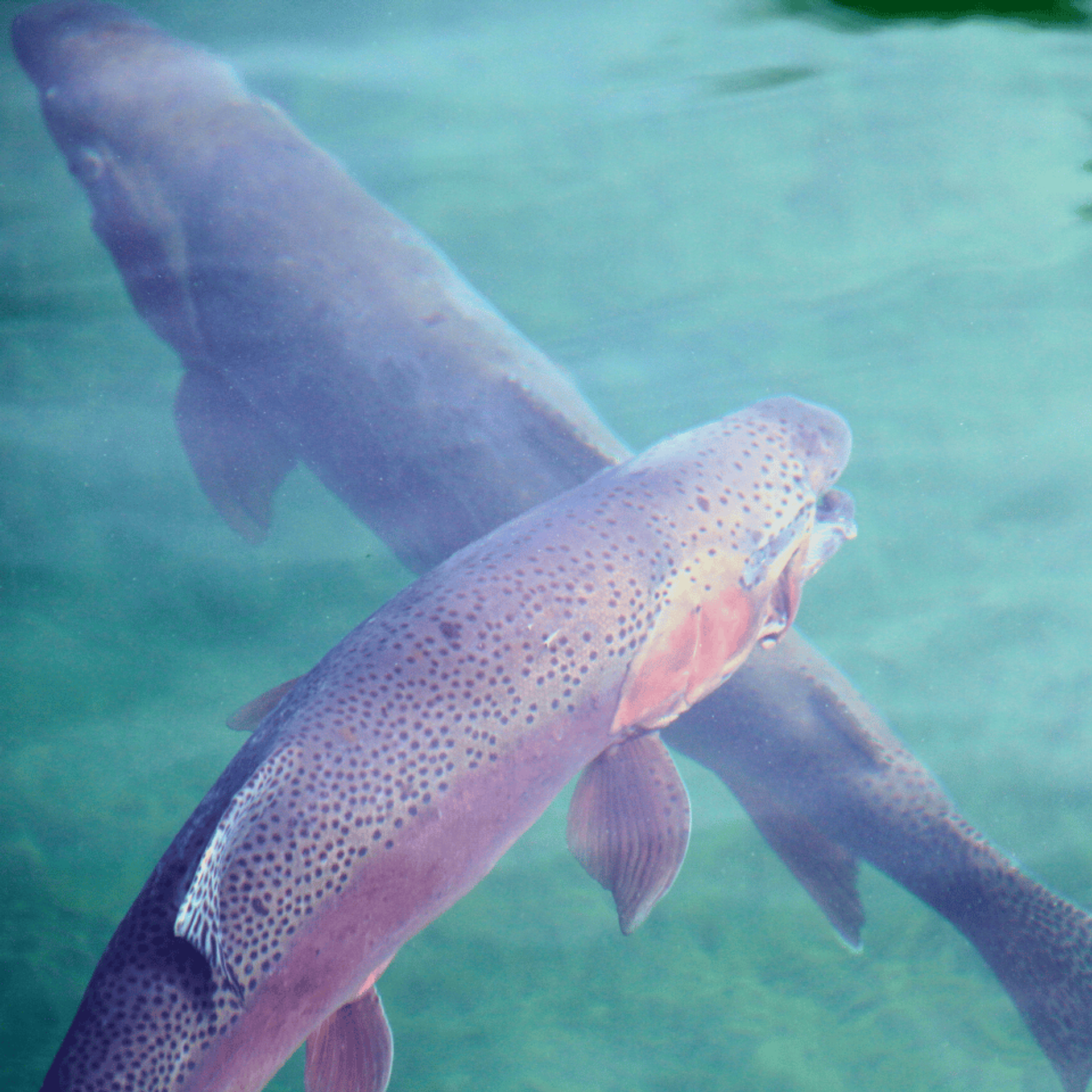 Rainbow trout swimming underwater