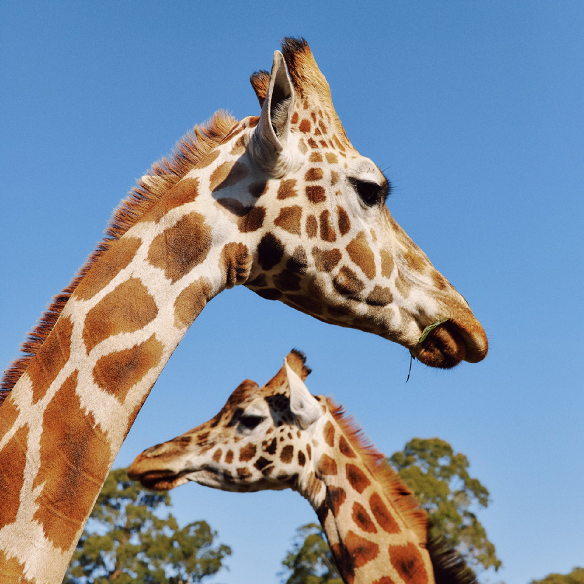 Our Animals