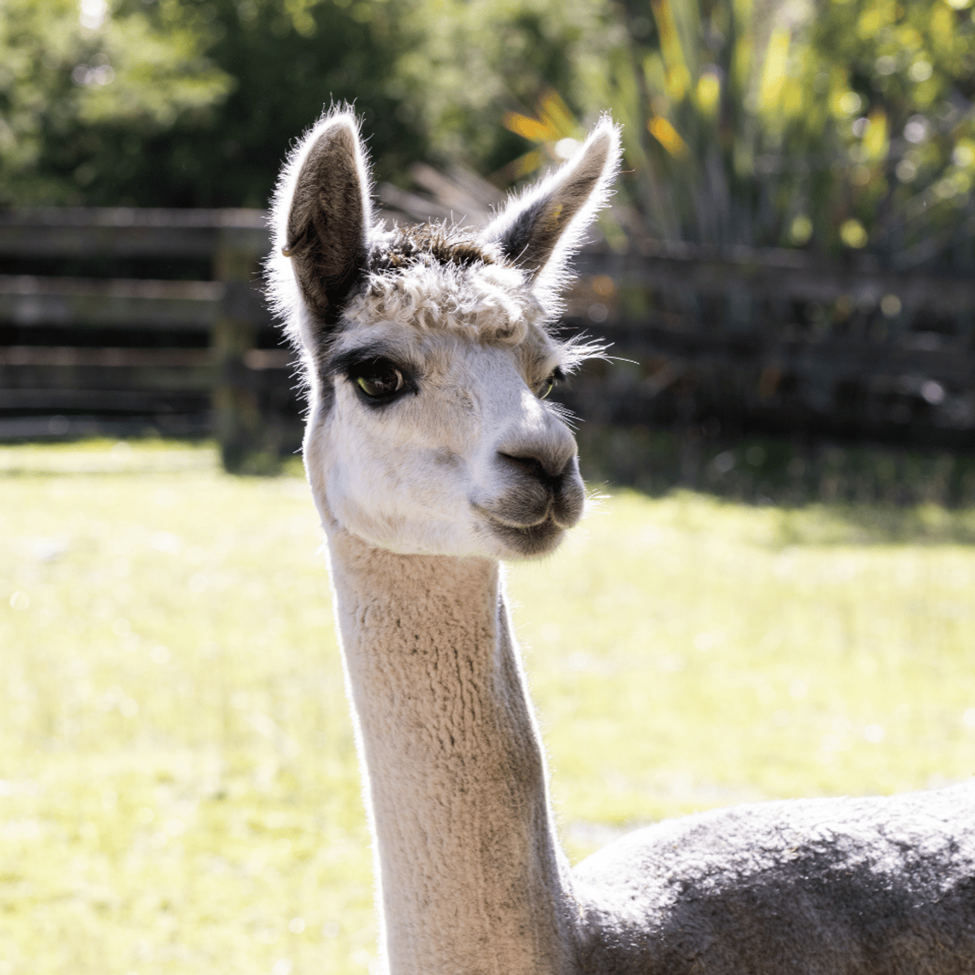 A white alpaca with fluffy ears in a fenced paddock