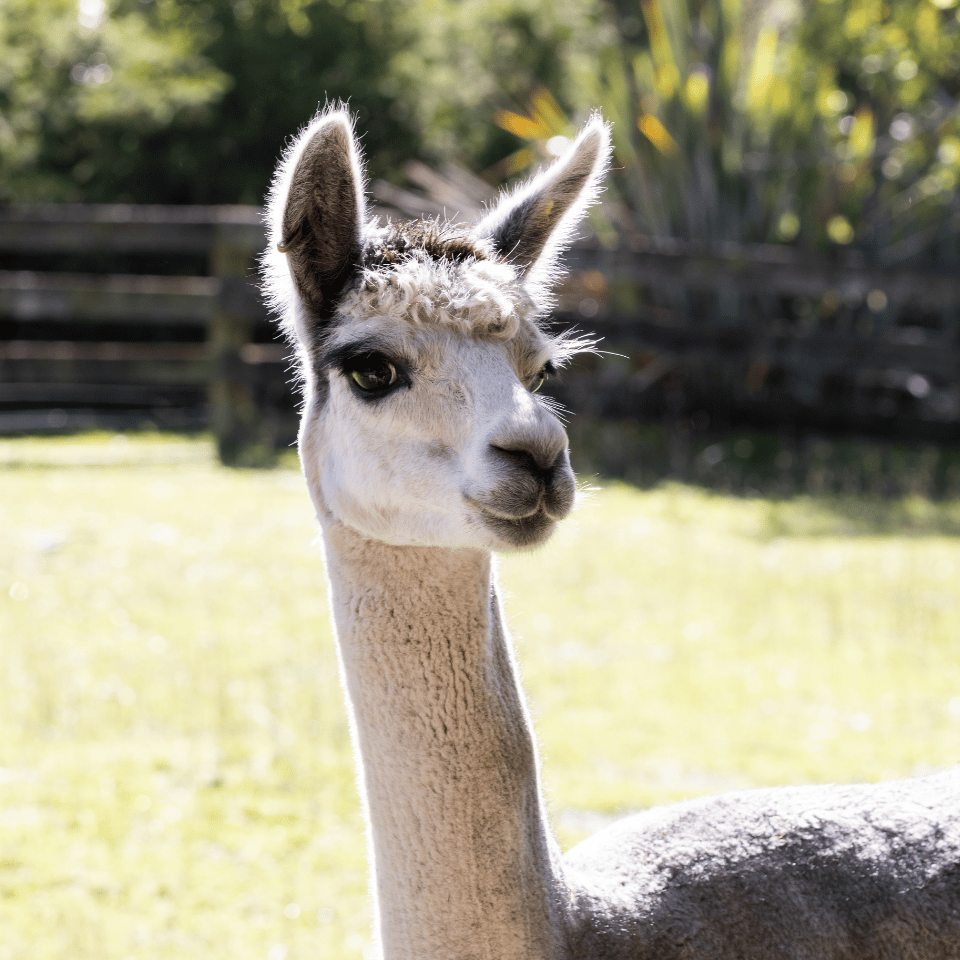 A white alpaca with fluffy ears in a fenced paddock