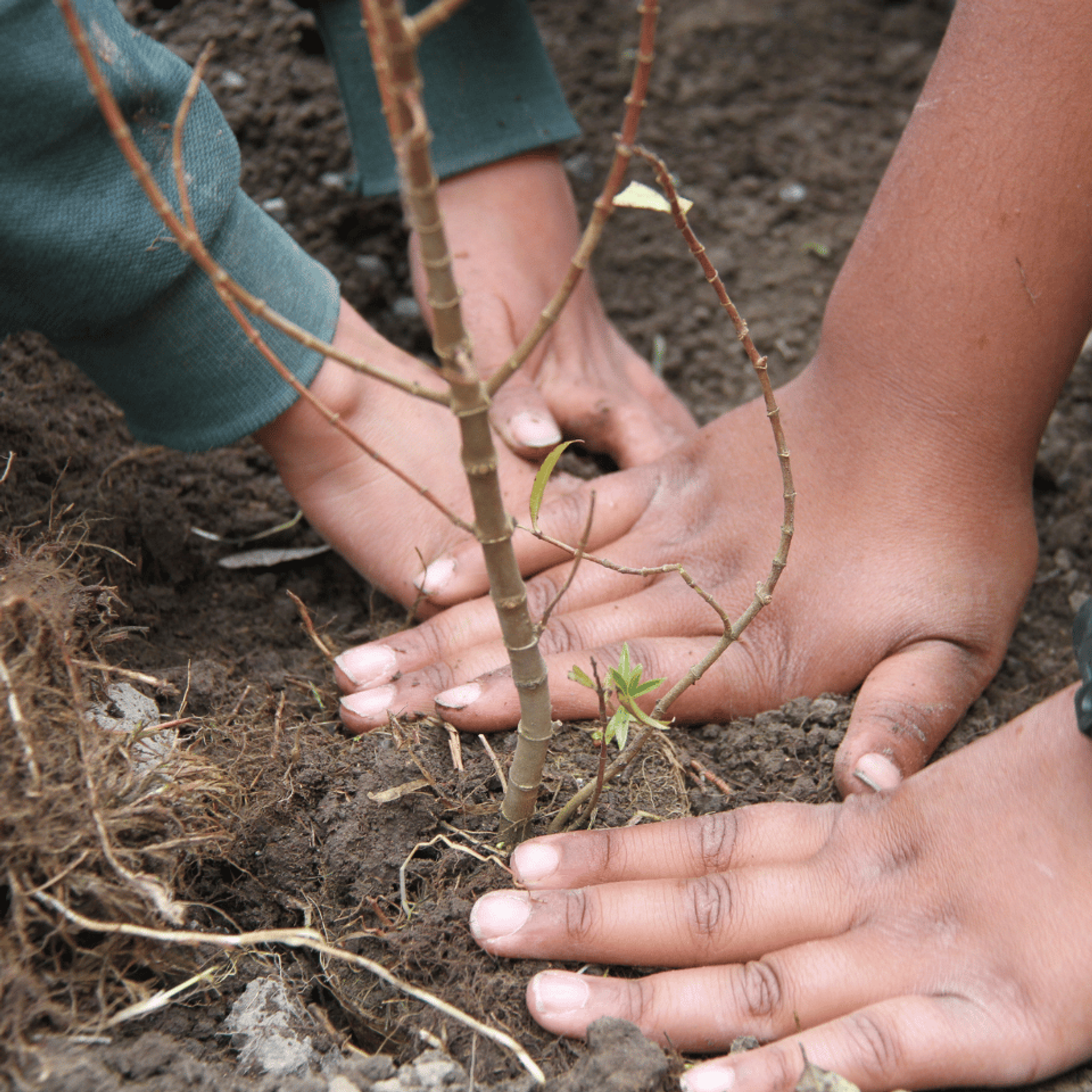 Hands planting a native seedling in the soil
