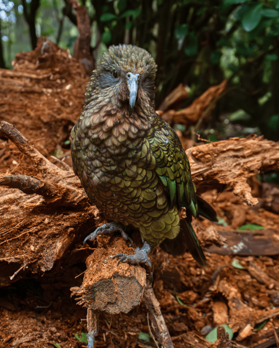 Kea Aviary Opened