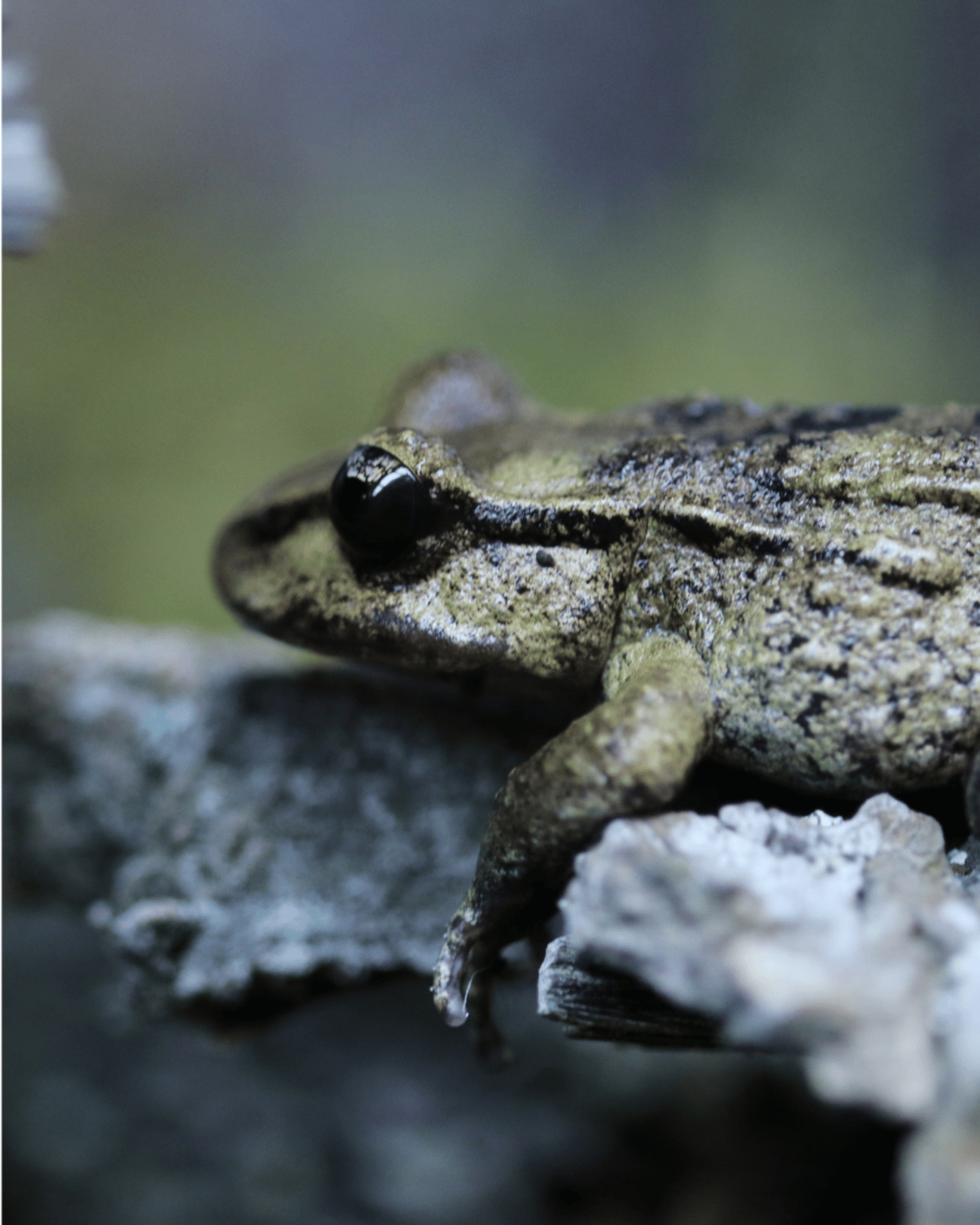 Frog House Opened