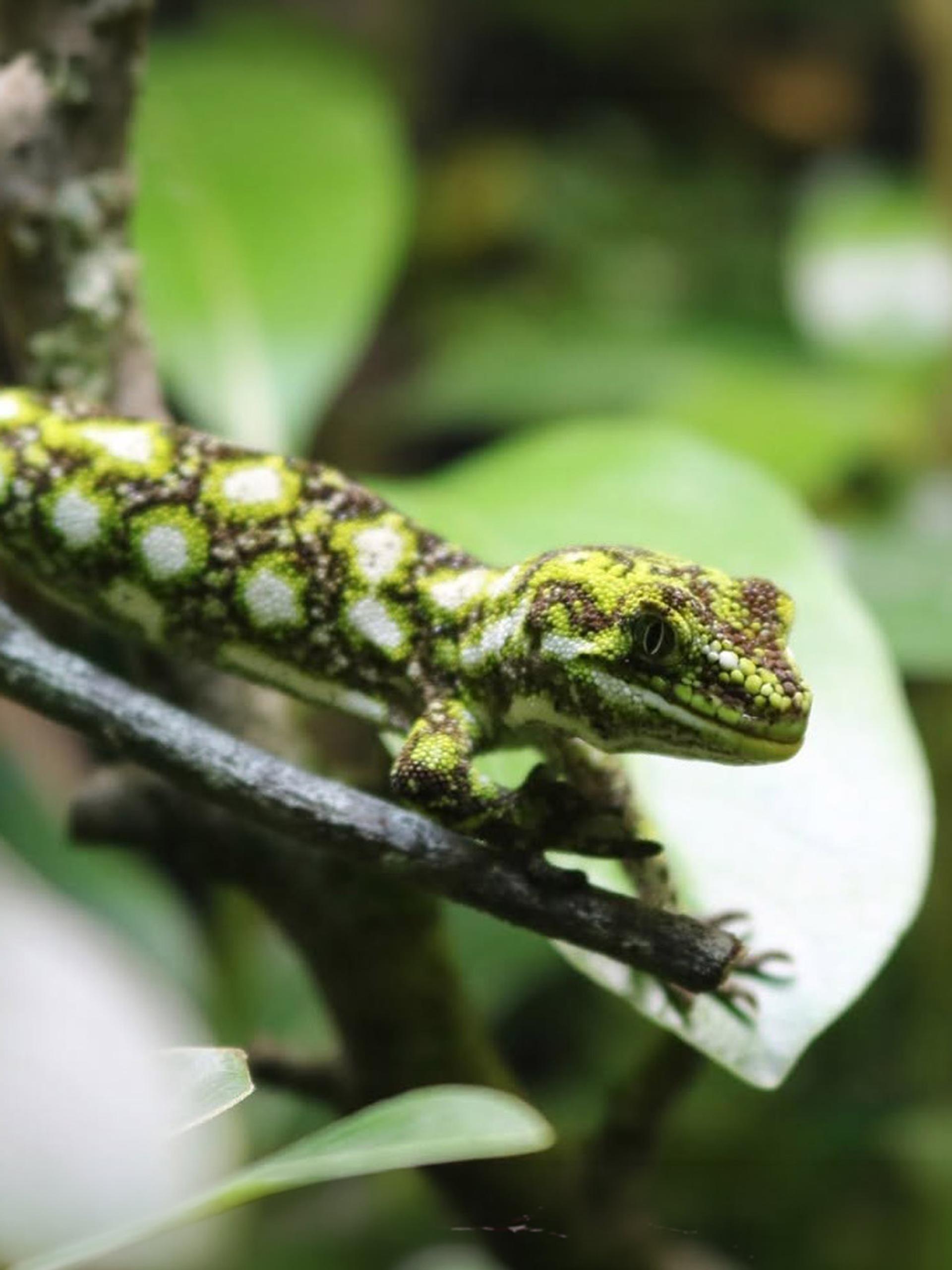 A green starred gecko with pale yellow markings on a branch