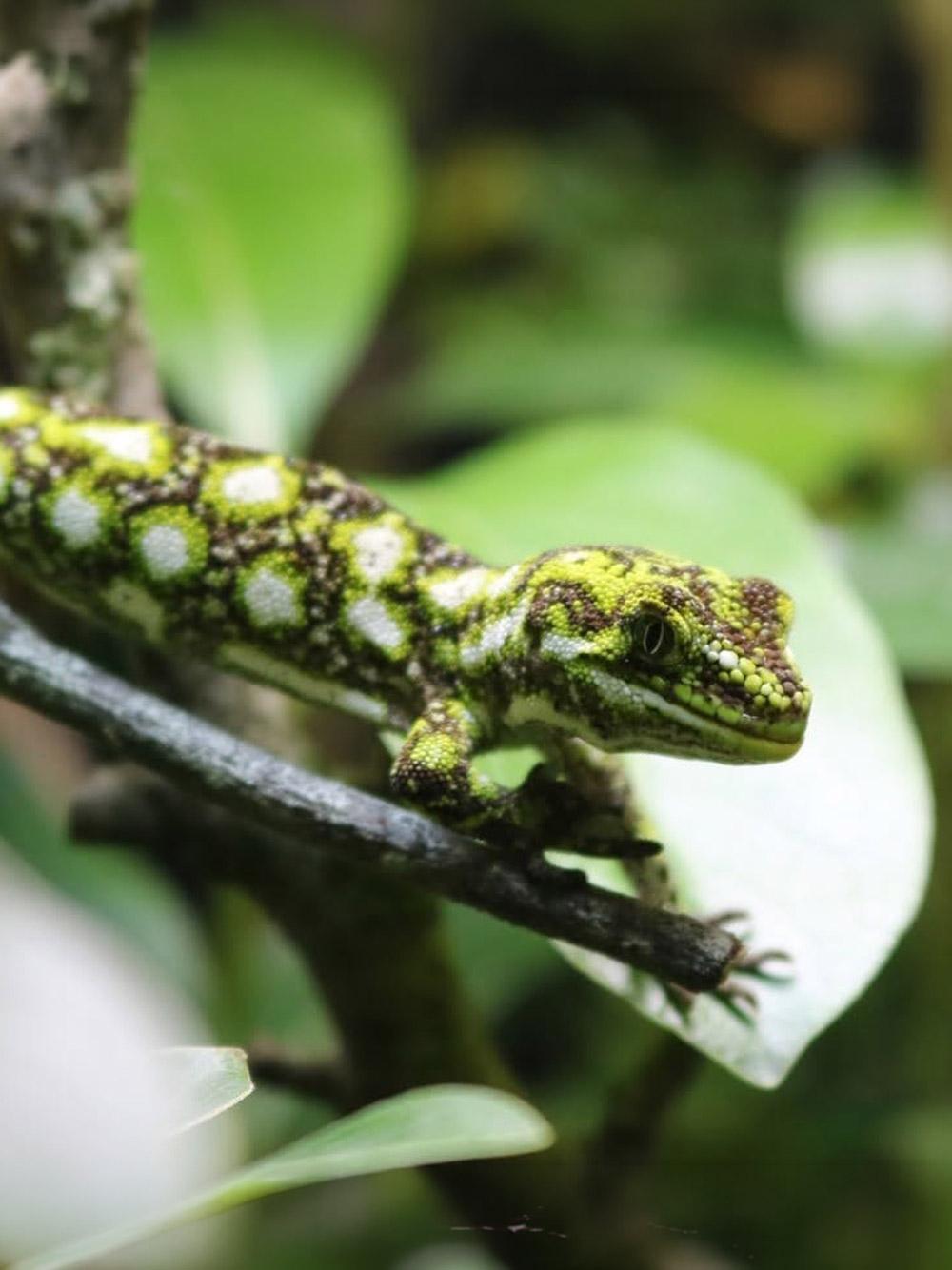 A green starred gecko with pale yellow markings on a branch