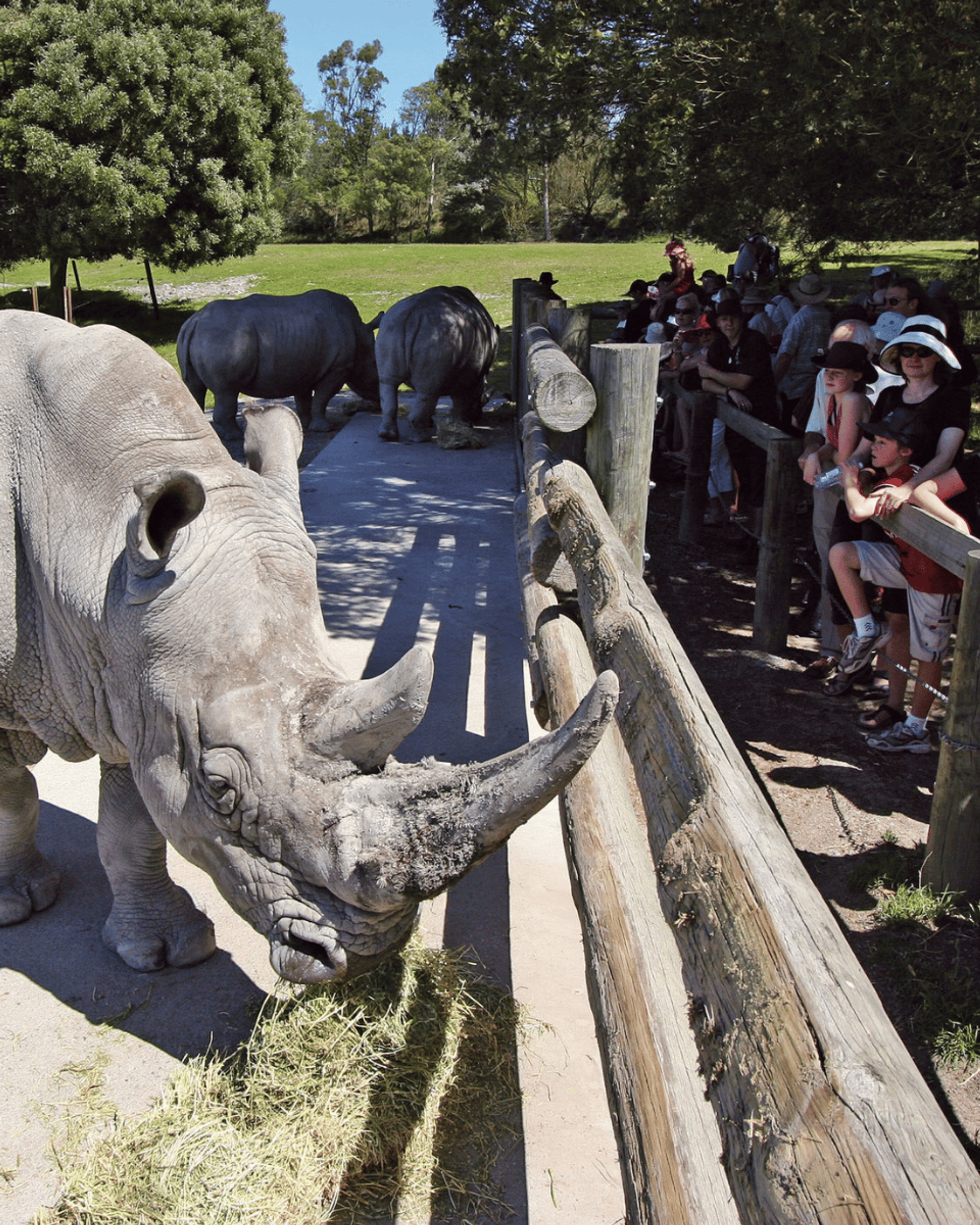 Rhino Encounter Began