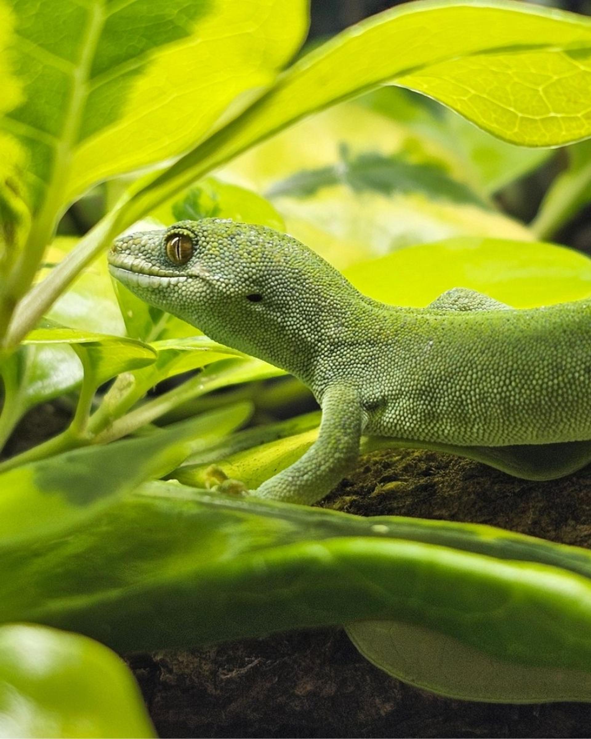 A bright green elegant gecko on a branch