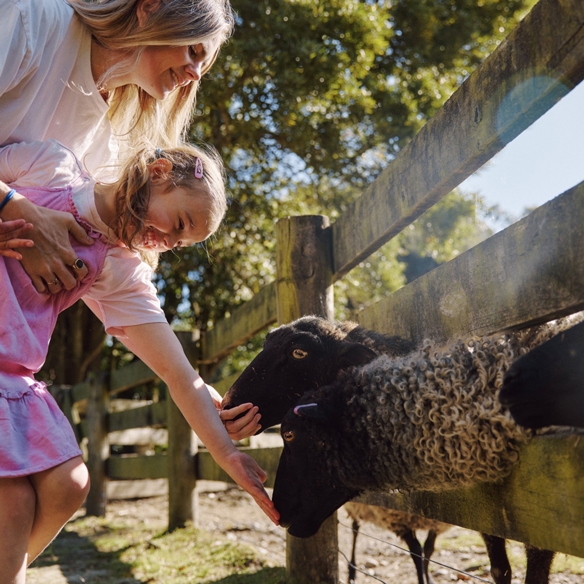 A woman and a young girl patting sheep over the farmyard fence