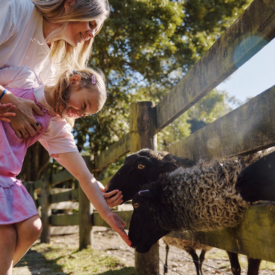 A woman and a young girl patting sheep over the farmyard fence