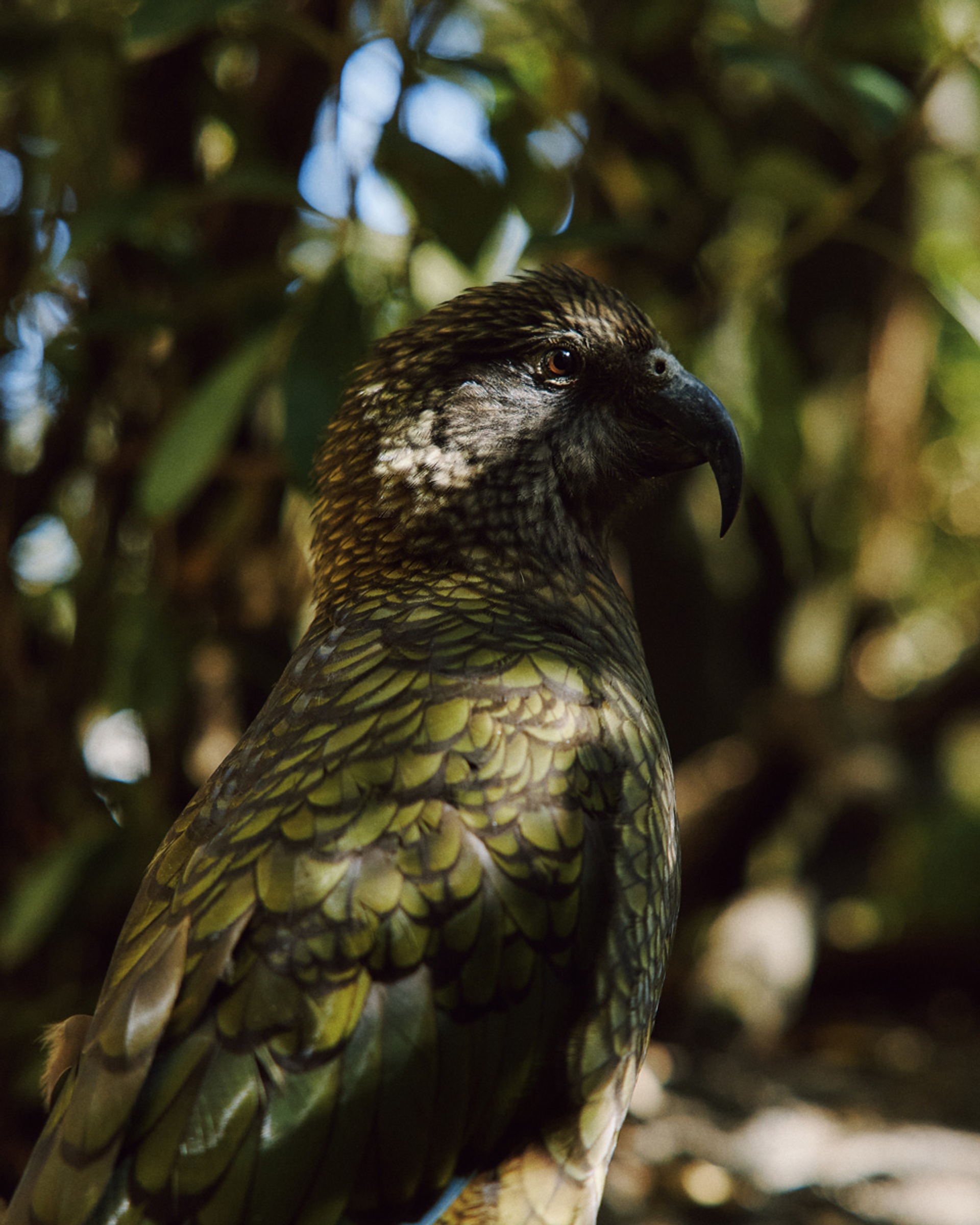 A kea perched in the trees