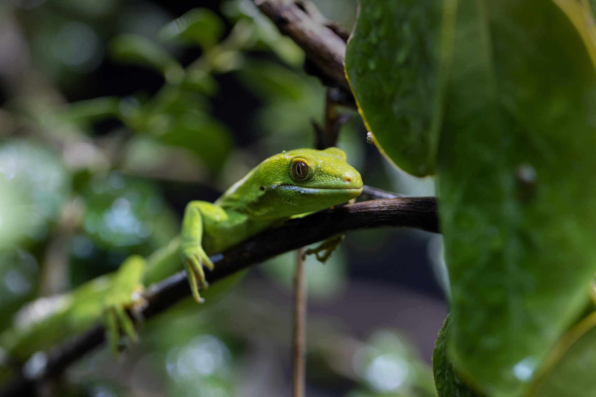 A gecko on a branch
