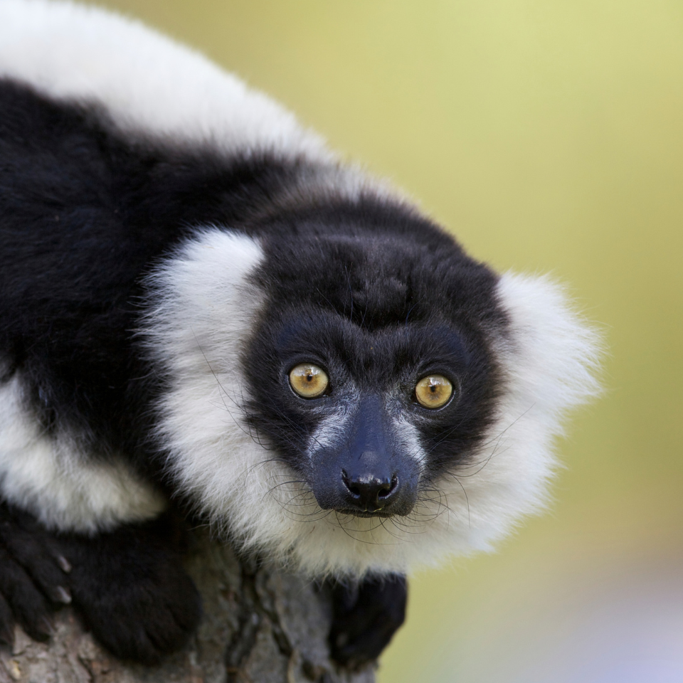 Close-up of a black and white ruffed lemur peering over a branch