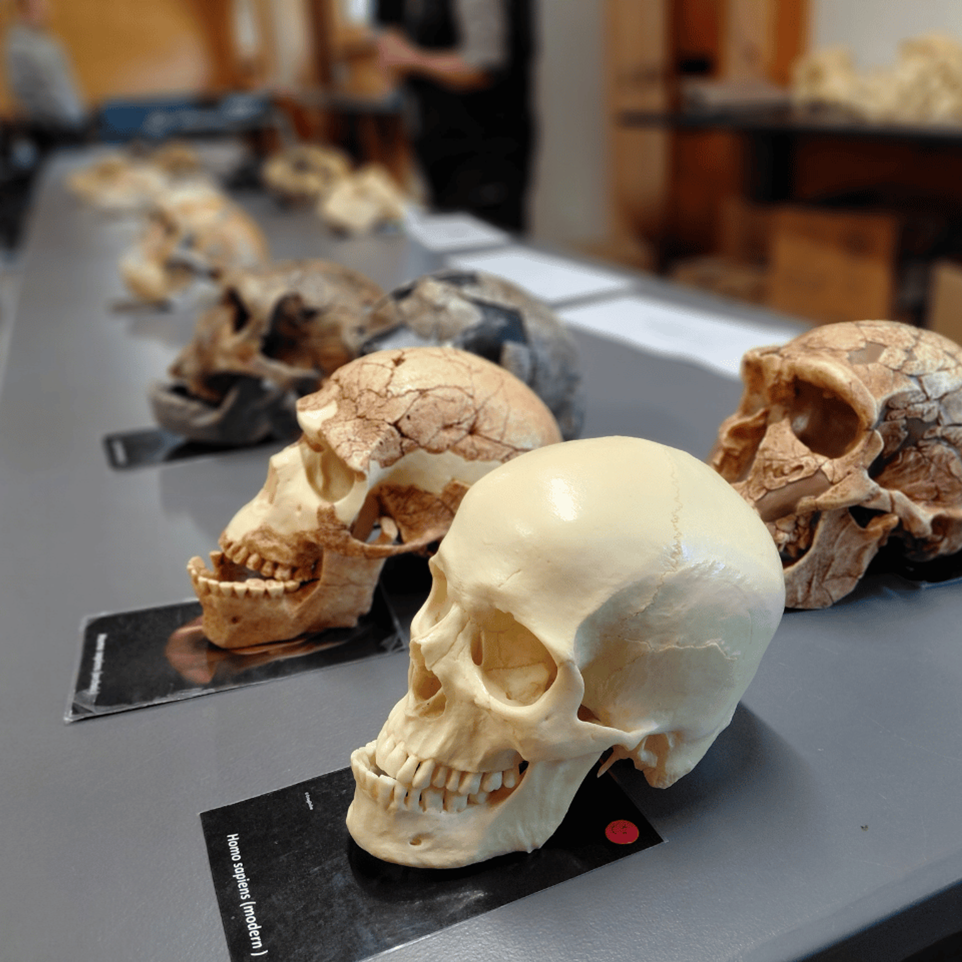 Models of different skulls on a table to represent human evolution