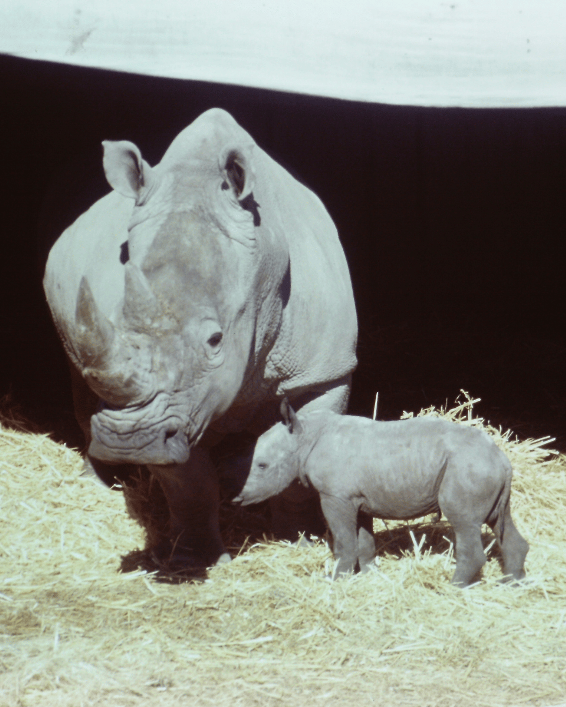 First Rhino Calf in NZ Born