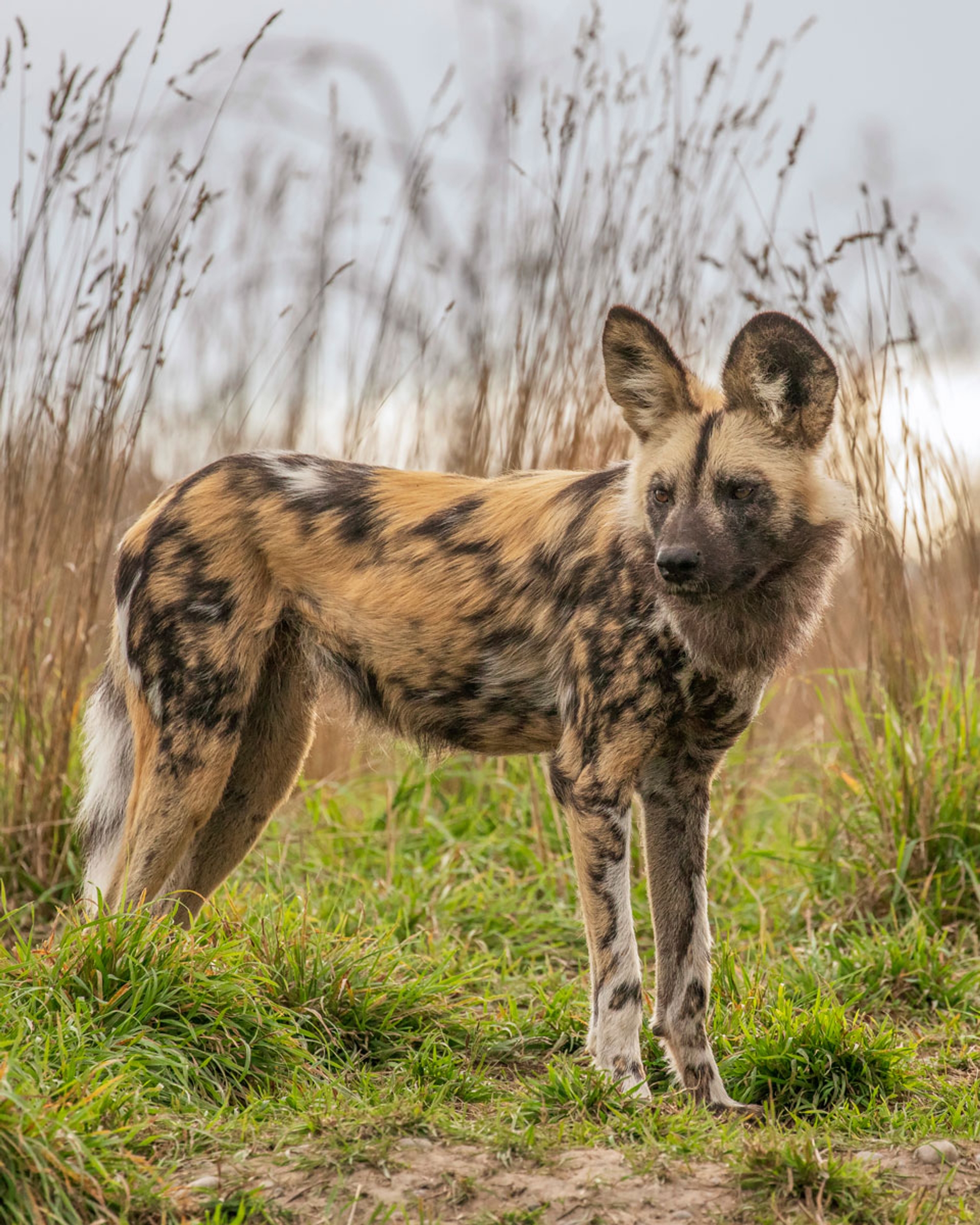 An African wild dog with a patchy coat standing in long grass