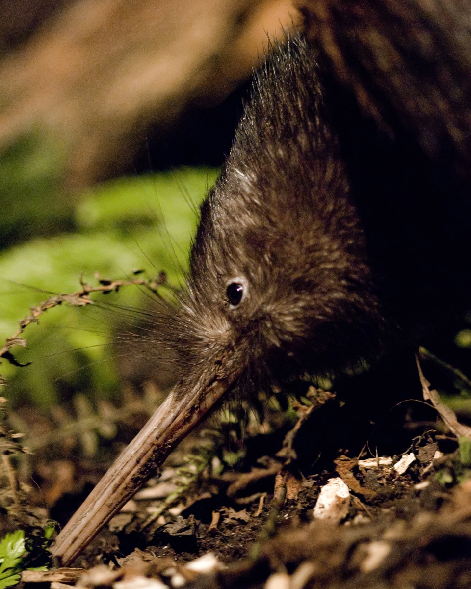 Brown Kiwi