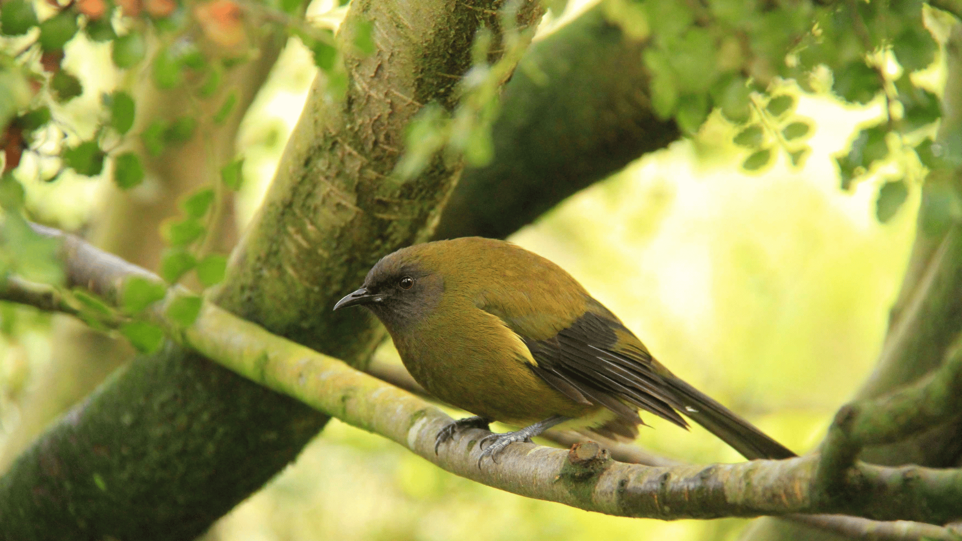 A korimako/bellbird sitting on a tree branch