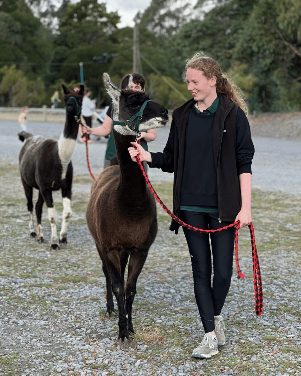 Two Orana team members walking llamas on leads