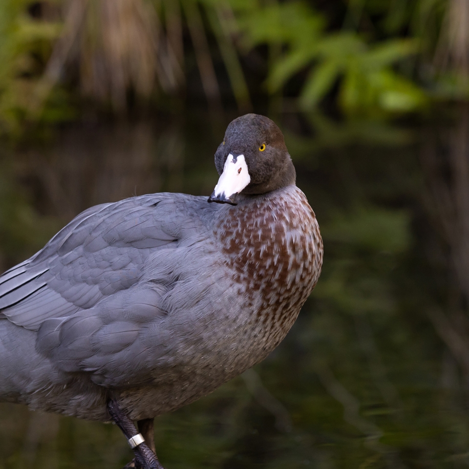 A whio (blue duck) standing at the water's edge