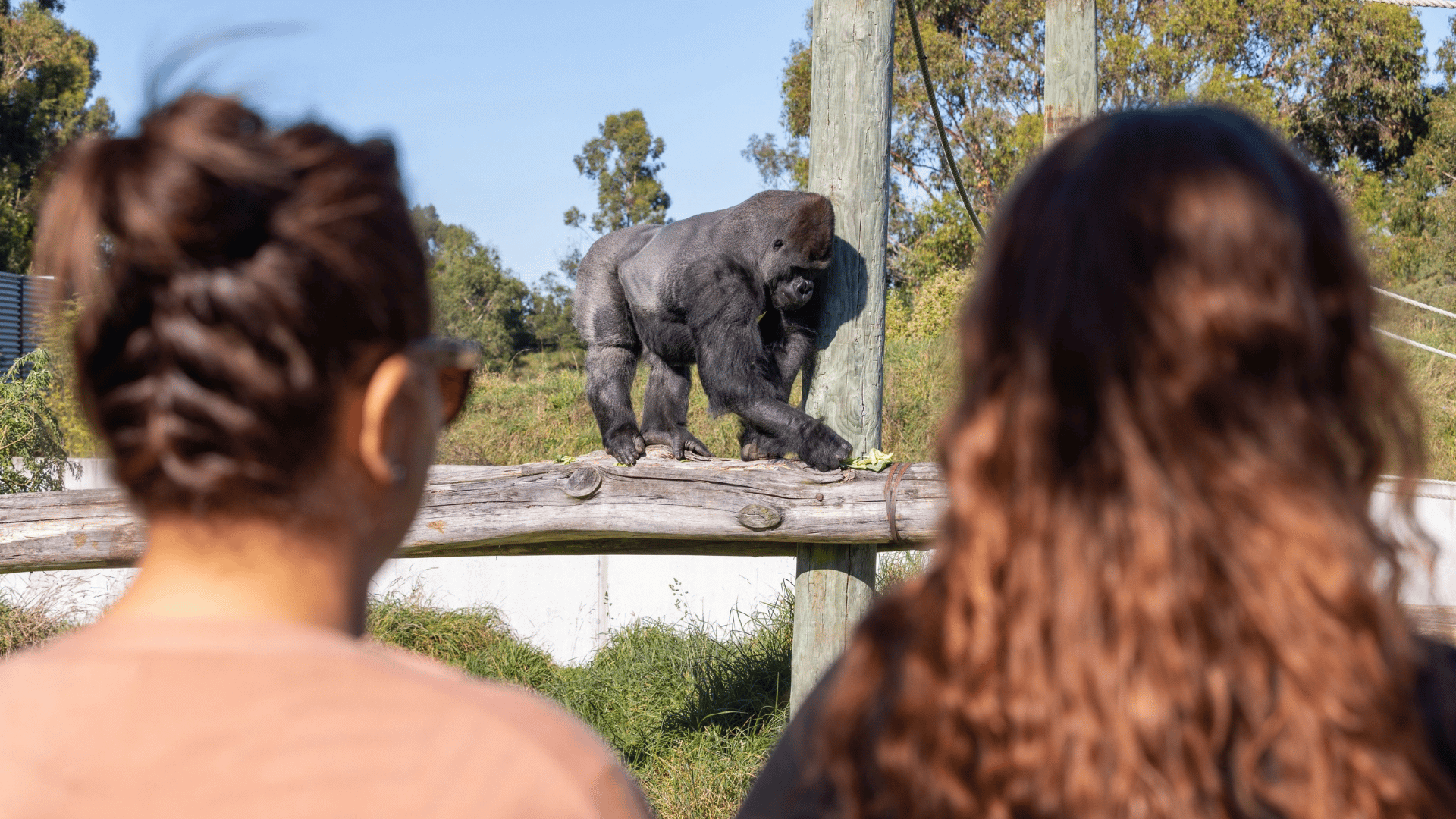 Great Ape Centre Opened