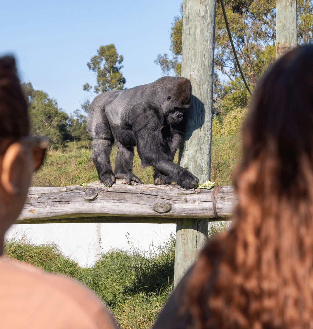 Great Ape Centre Opened