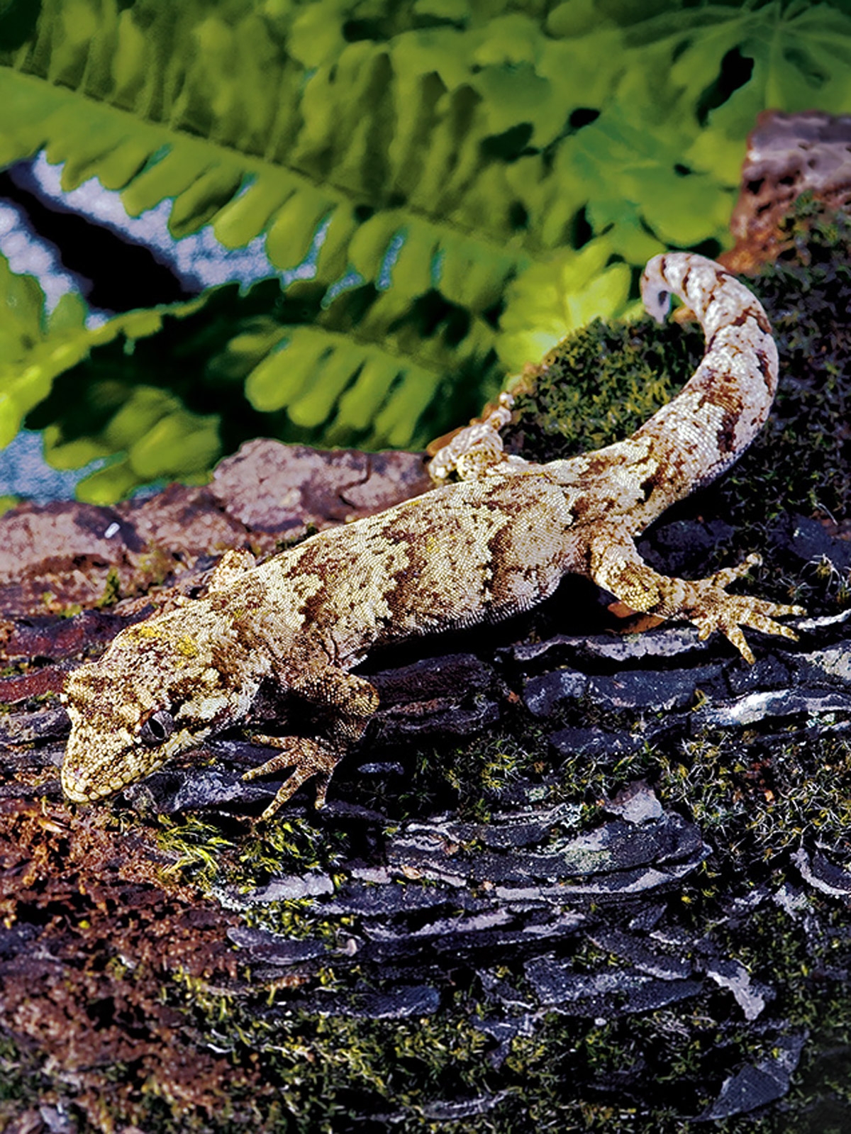 A mottled brown forest gecko on a mossy log beside ferns