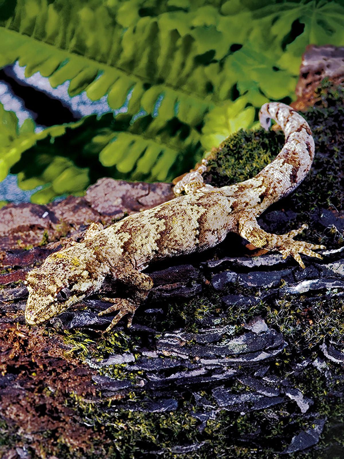 A mottled brown forest gecko on a mossy log beside ferns