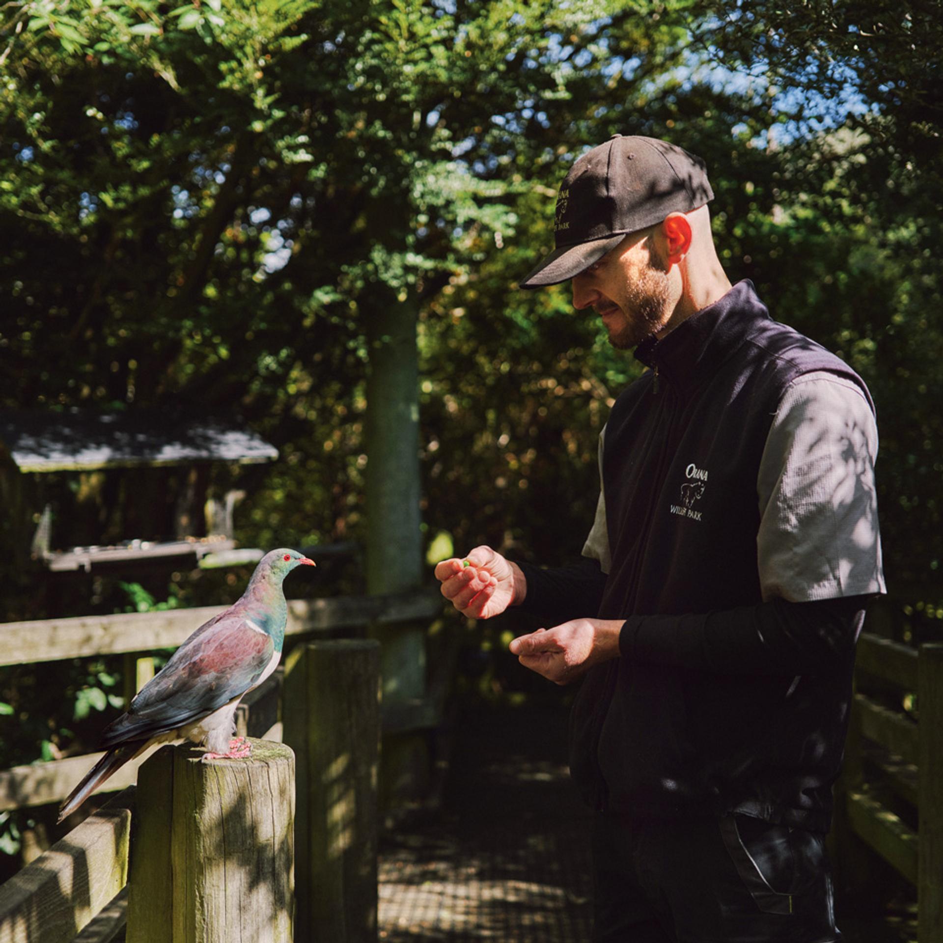 A keeper hand-feeding a bird perched on a wooden rail