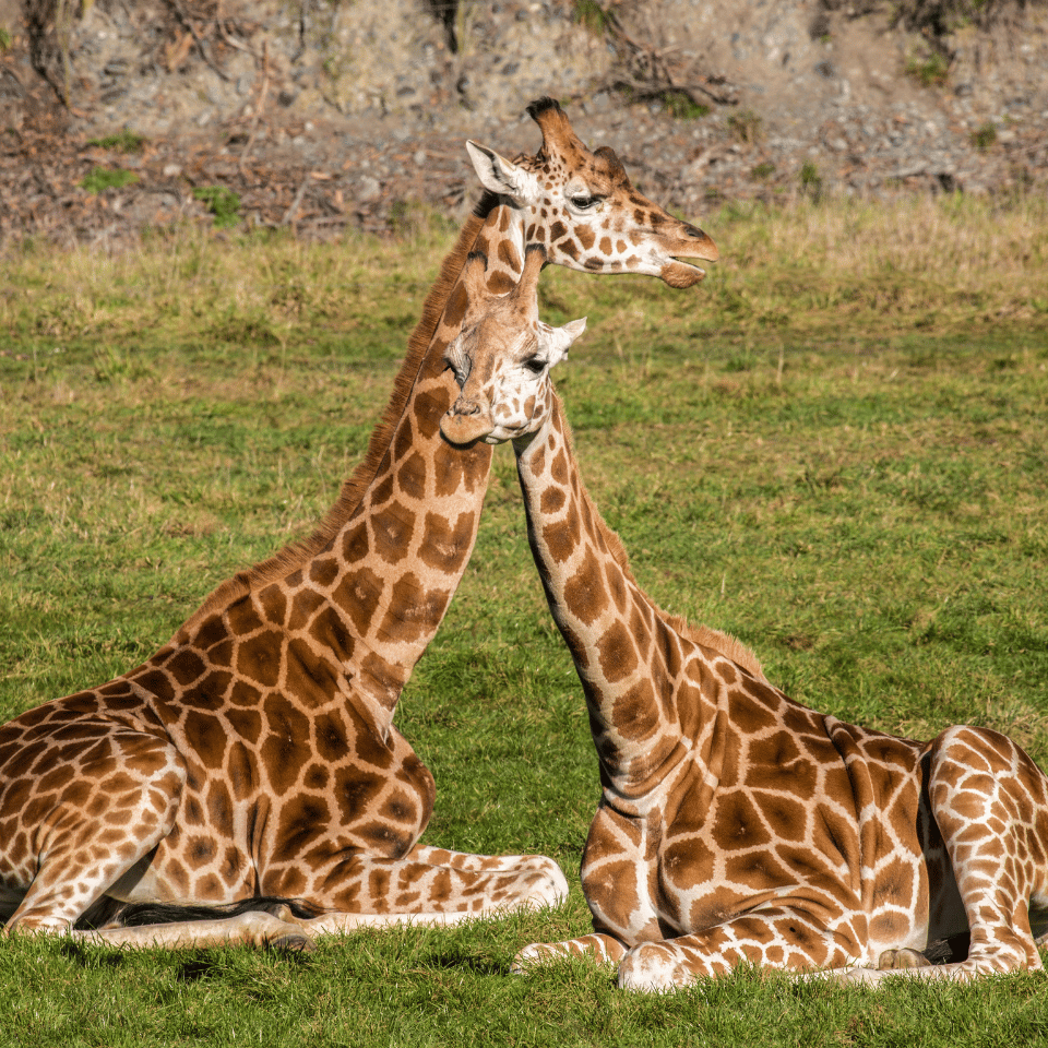 Two giraffe resting side by side on the grass