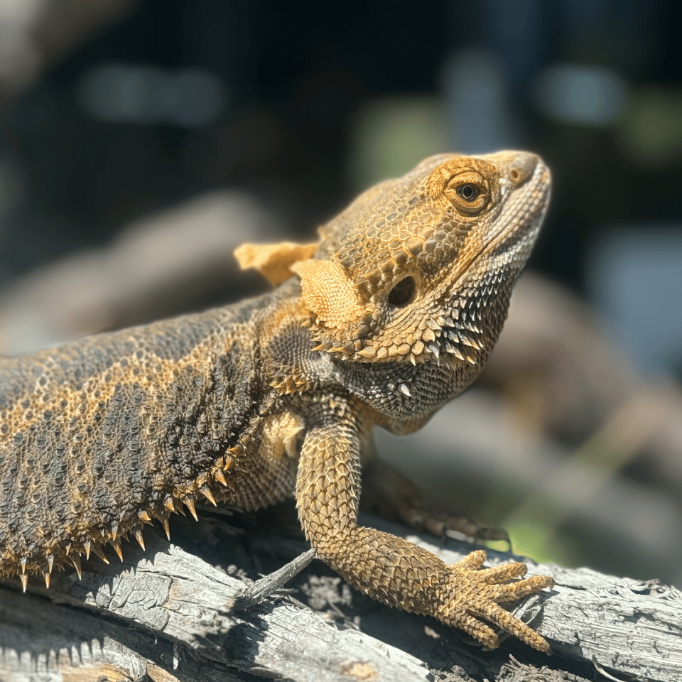 A bearded dragon basking on a log in the sun