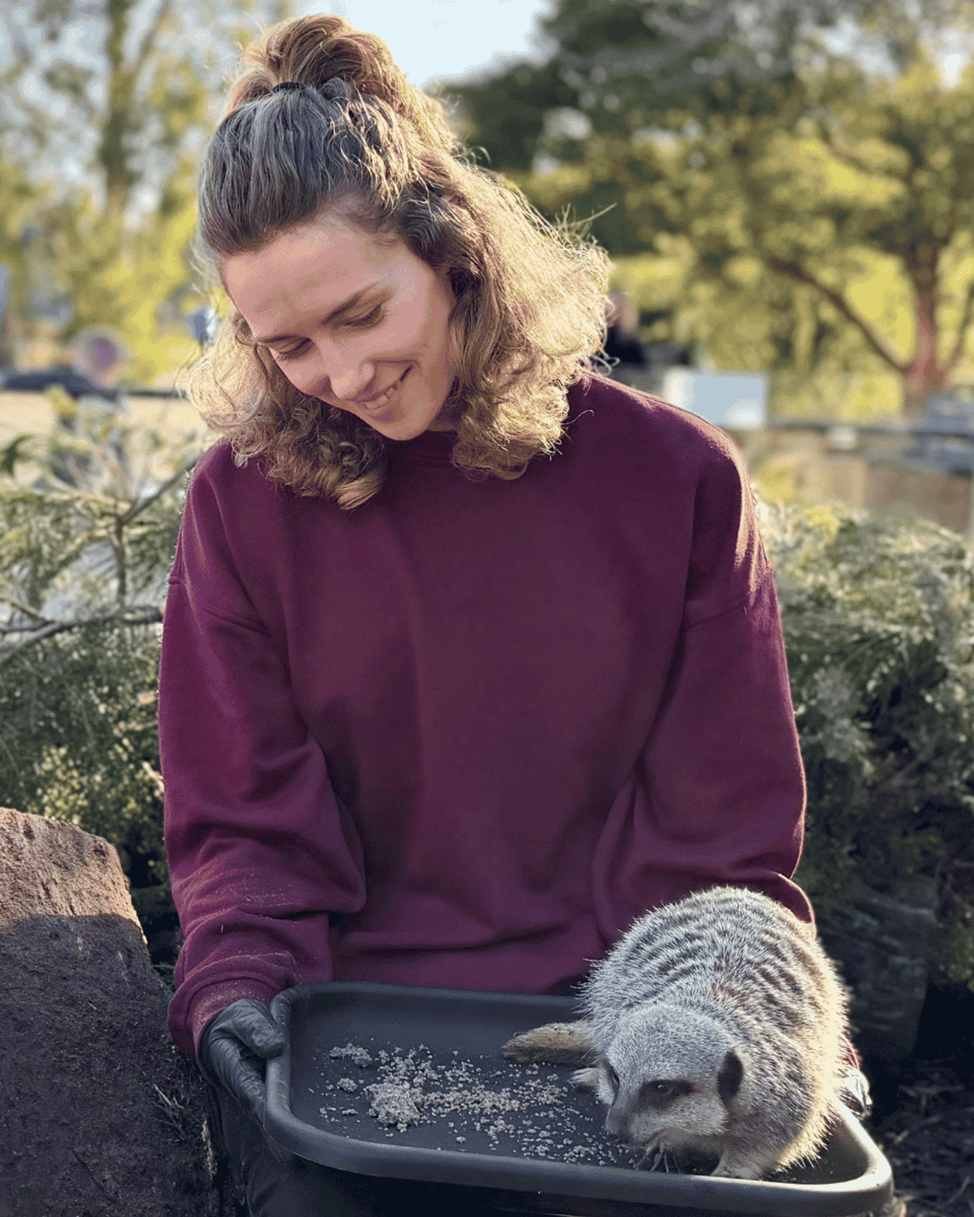 Meerkat Encounter
