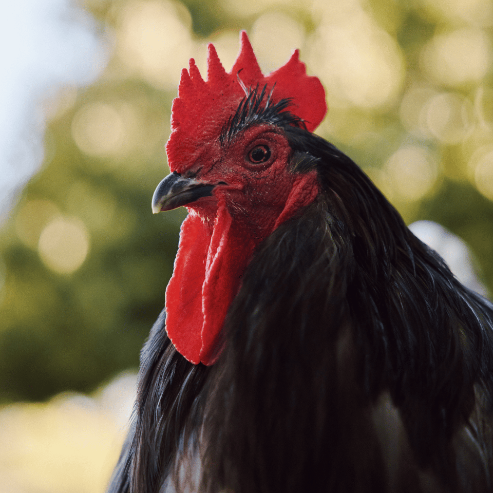 Close-up of a black rooster with a bright red comb