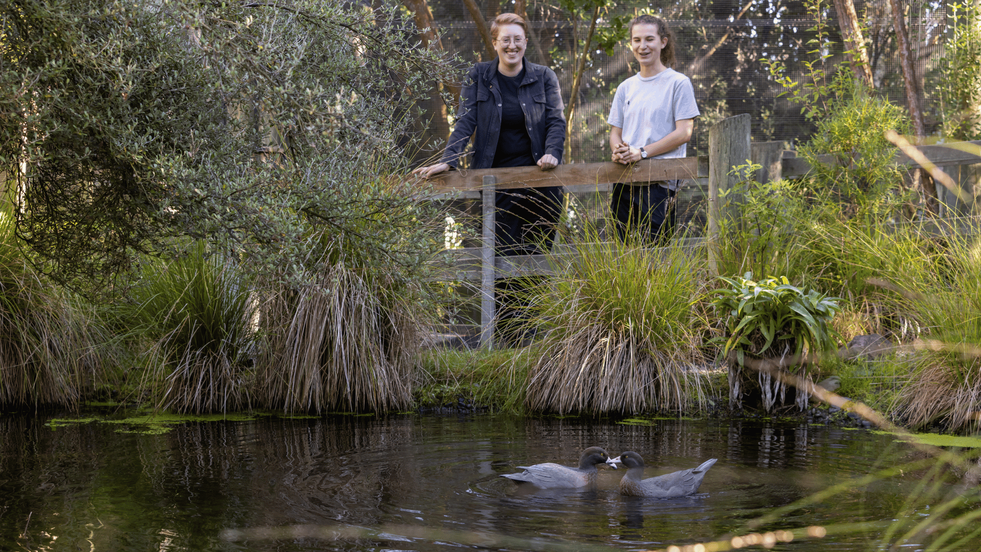 Walkthrough Aviary Opened
