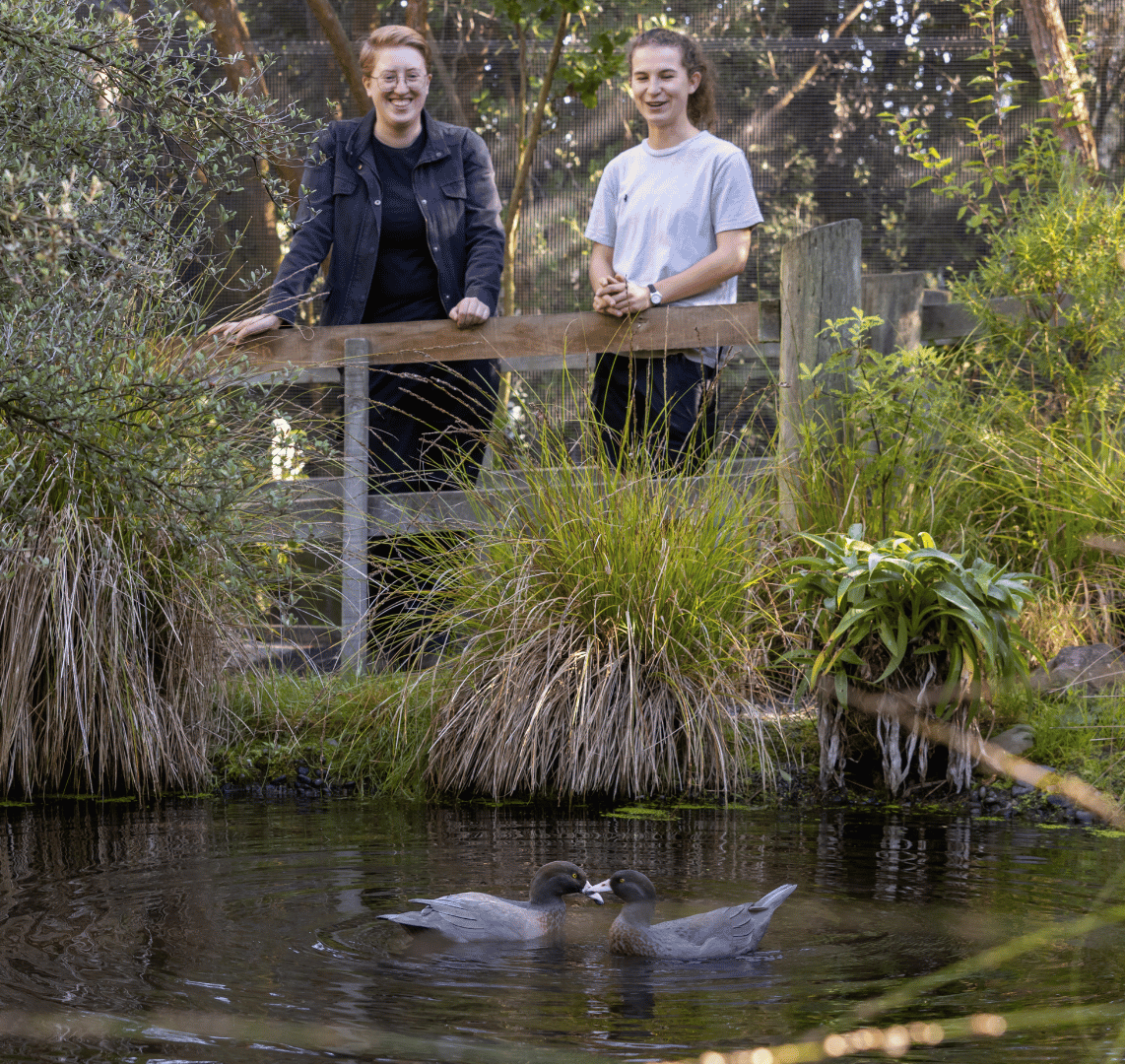 Walkthrough Aviary Opened