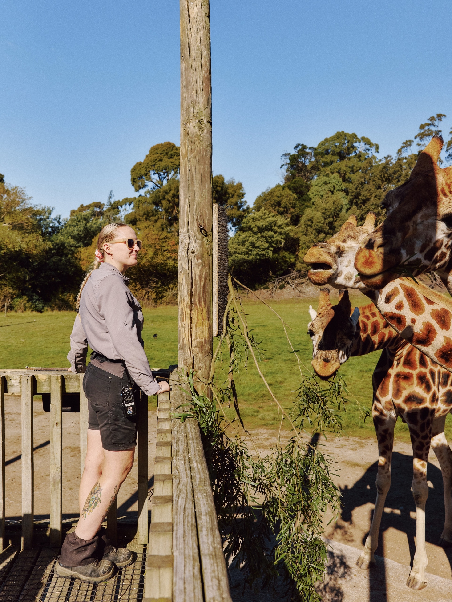 An animal keeper standing on a raised platform looking towards three giraffe