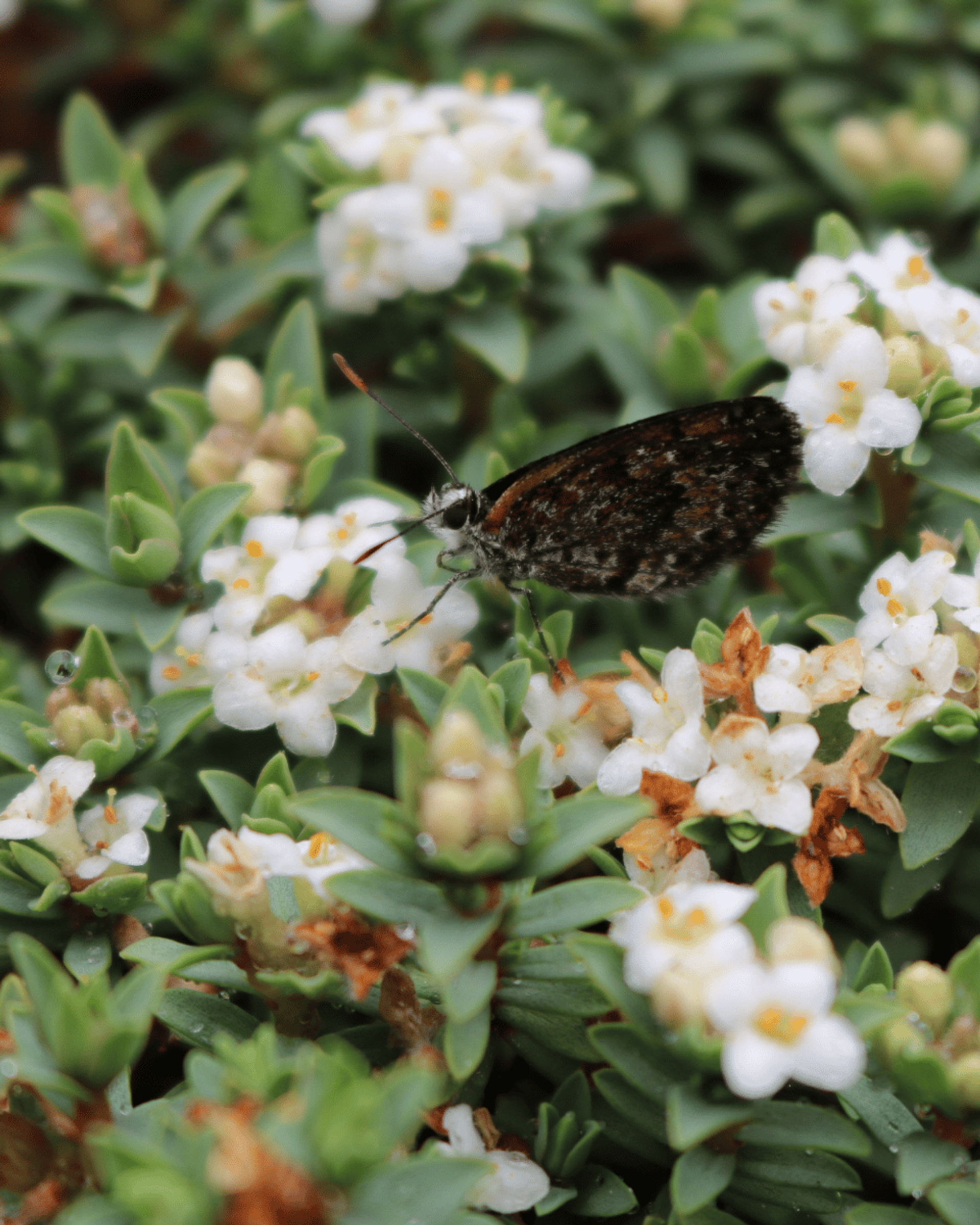 A small butterfly on a plant