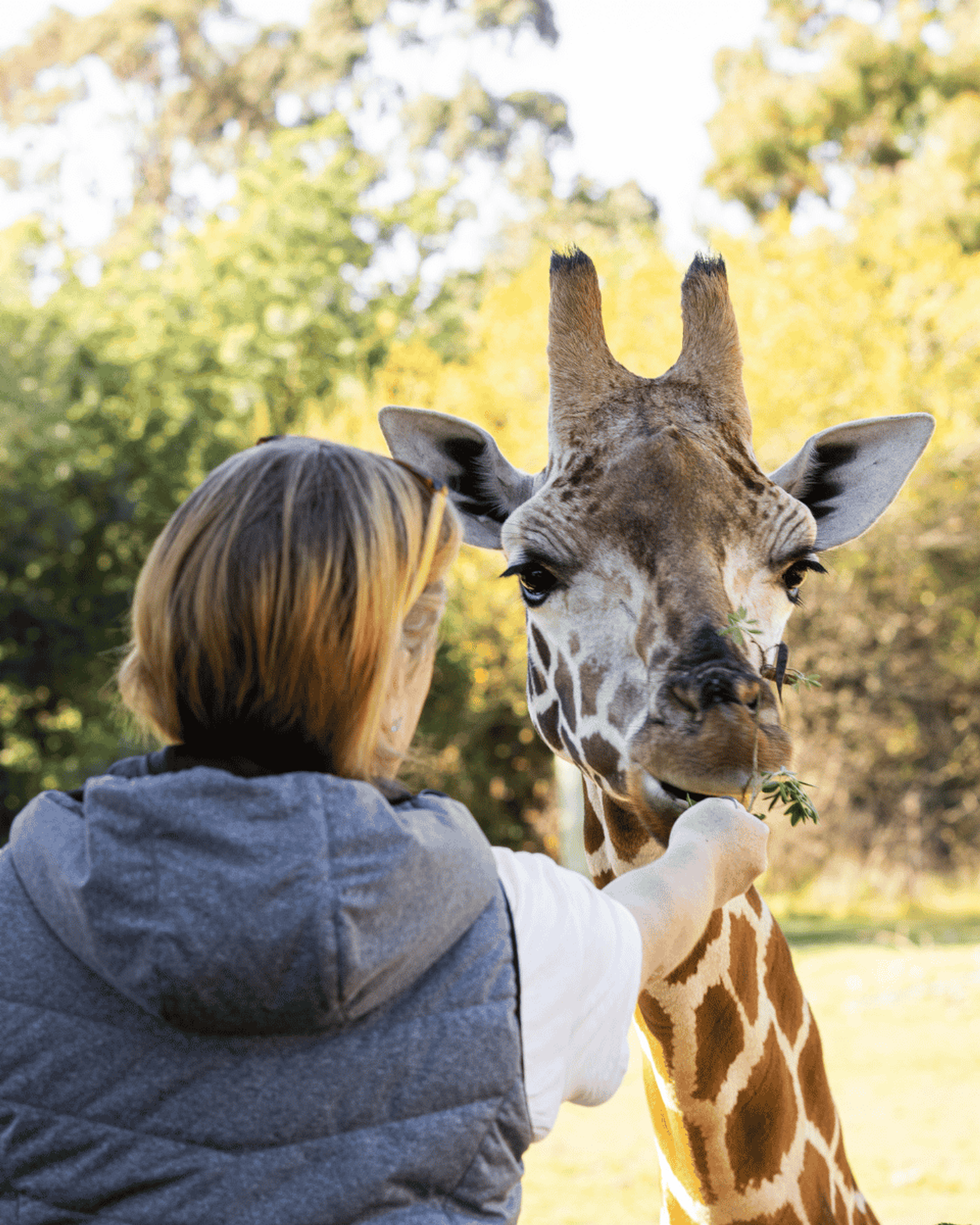 Hand Feed Our Majestic Giraffe