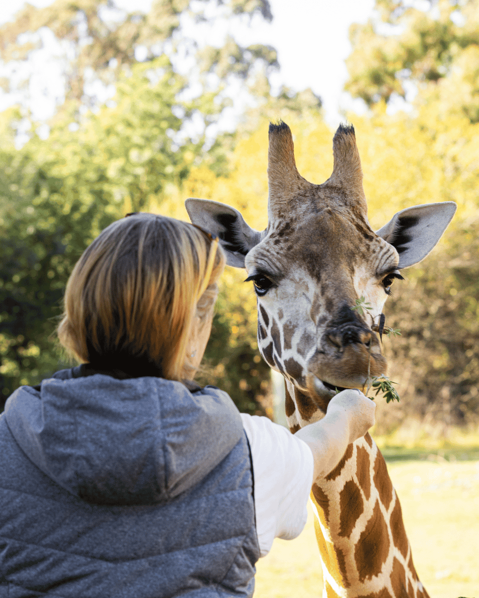 Hand Feed Our Majestic Giraffe