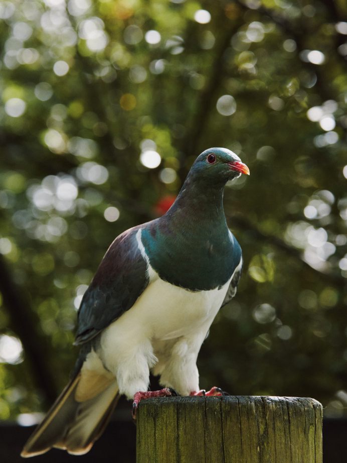 A kererū/wood pigeon perched on a post