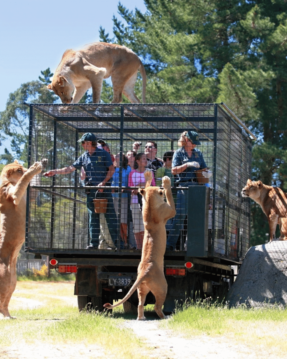 Lion Encounter