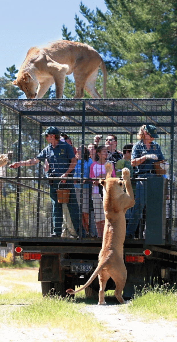 Lion Encounter