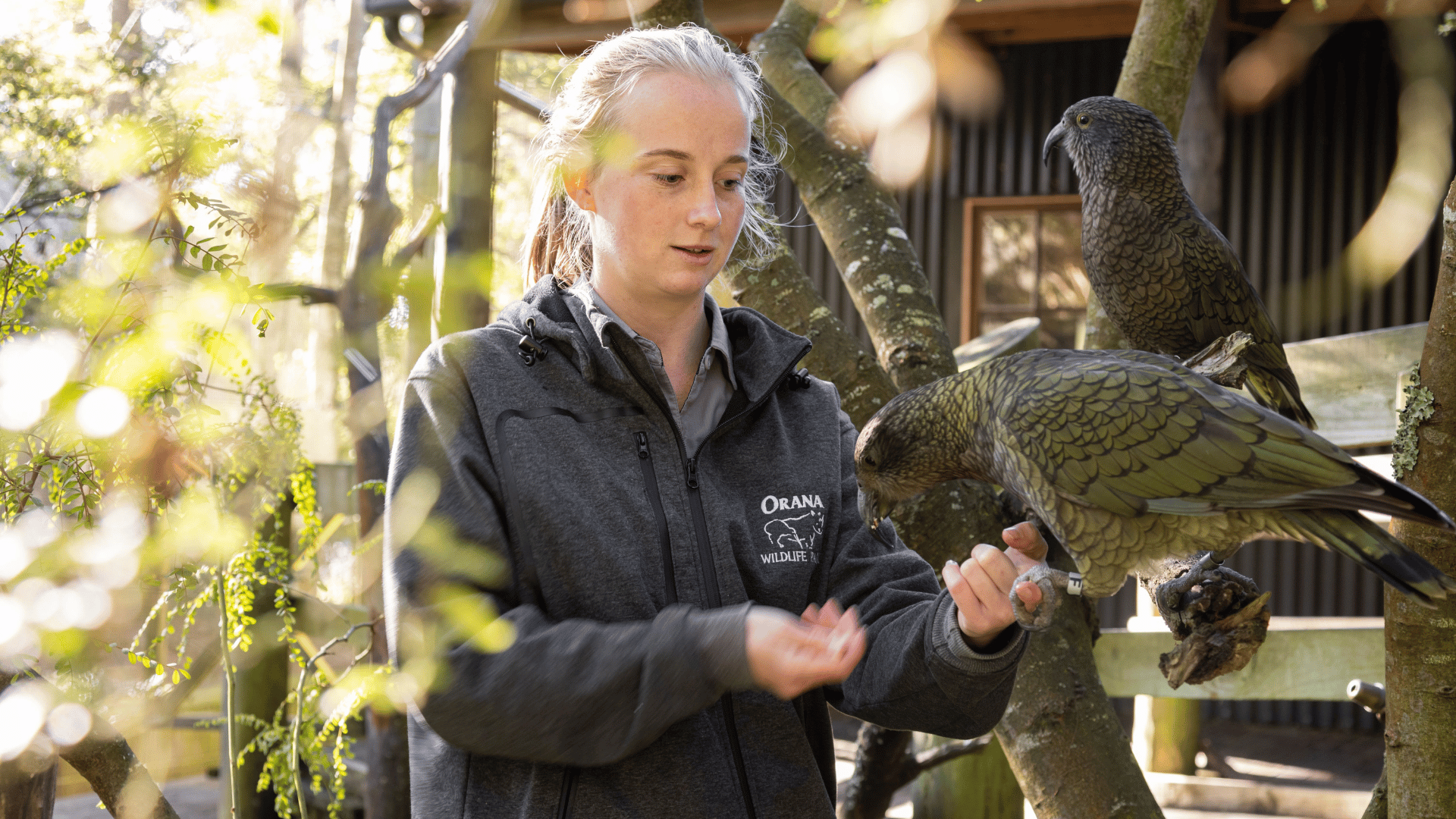 A keeper hand-feeding kea
