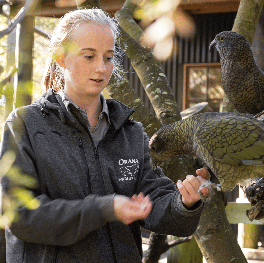 A keeper hand-feeding kea