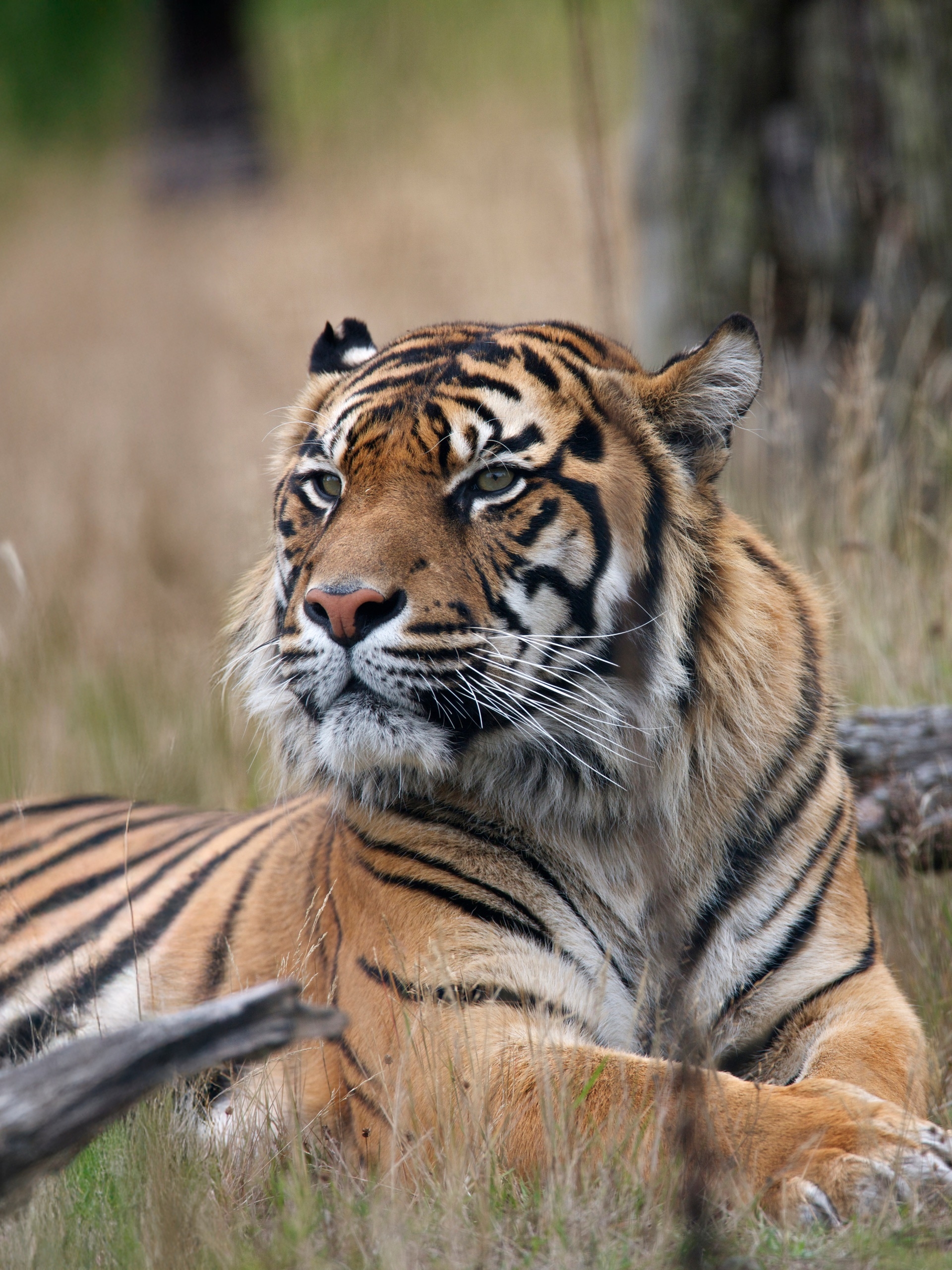 A Sumatran tiger resting in long grass